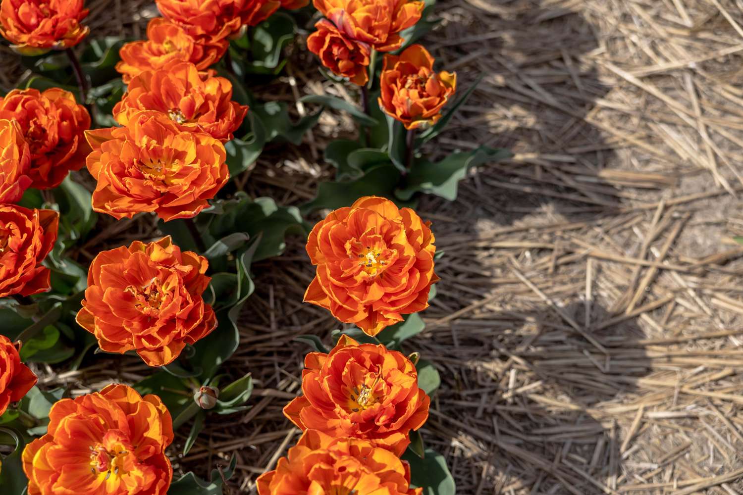 Tulipe 'Orange Princess'